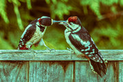 Stephen Nobbs - Dad Helping His Fledgling-